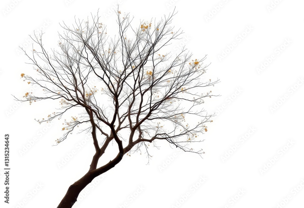 A lone deciduous tree, branches reaching skyward against pure white, studio shot, plant A lone deciduous tree, branches reaching skyward against pure white, studio shot, plant