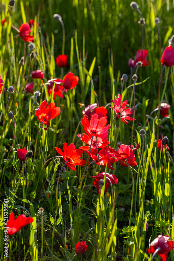 Naklejka premium Red anemone flower in nature