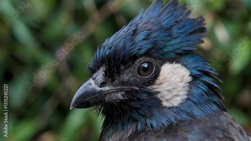 Close-Up of Steller’s Jay with Intense Eyes and Vibrant Crest