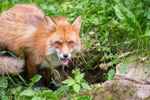 Red Fox Sitting Calmly in Front of Its Burrow