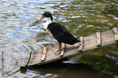 duck on reck