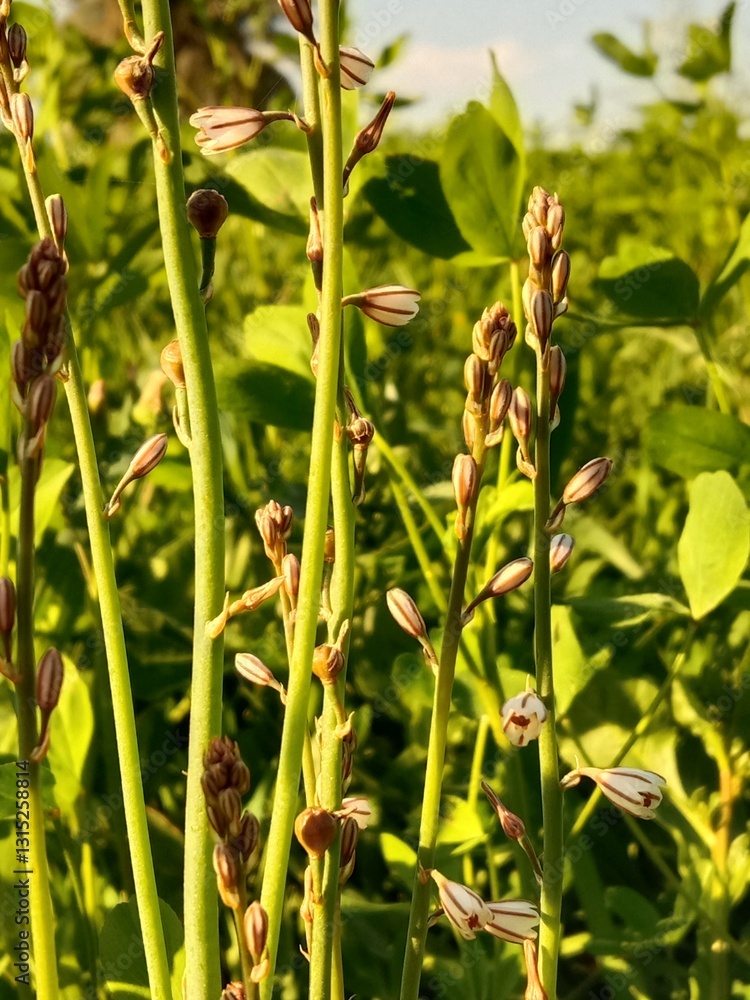 asphodelus tenuifolius flower or onionweed flower pattern in the garden asphodelus tenuifolius flower or onionweed flower pattern in the garden