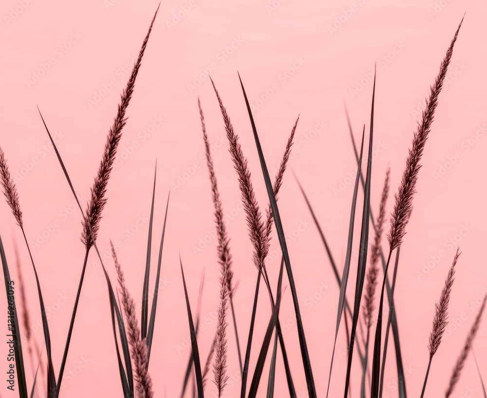 Silhouetted grasses against a soft pink background Silhouetted grasses against a soft pink background