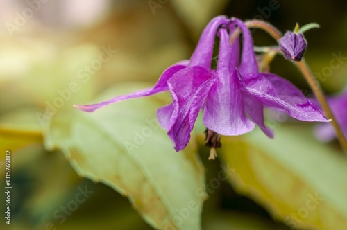 A vibrant purple aquilegia flower gracefully droops, showcasing its delicate petals and intricate details. photo