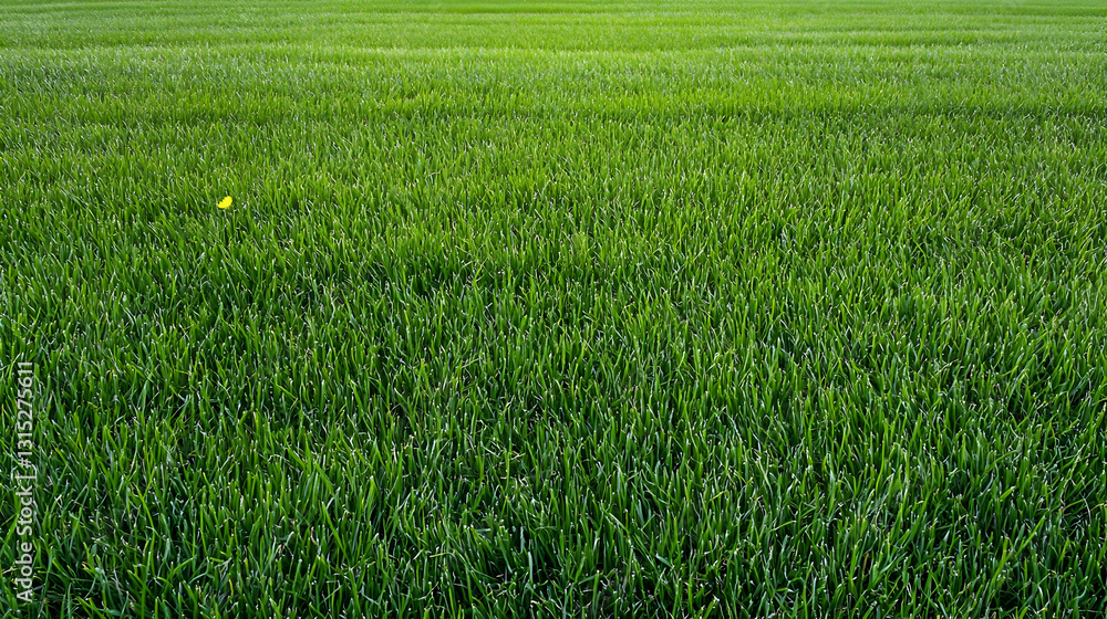Vibrant Green Field Of Grass With Delicate White Flowers In Spring Daylight Nature Landscape Vibrant Green Field Of Grass With Delicate White Flowers In Spring Daylight Nature Landscape