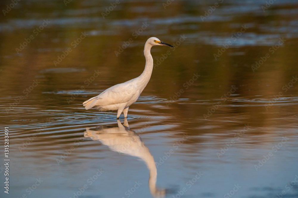 Snowy Egret, Egretta thula , perched, La Pampa Province, Patagonia, Argentina. Snowy Egret, Egretta thula , perched, La Pampa Province, Patagonia, Argentina.