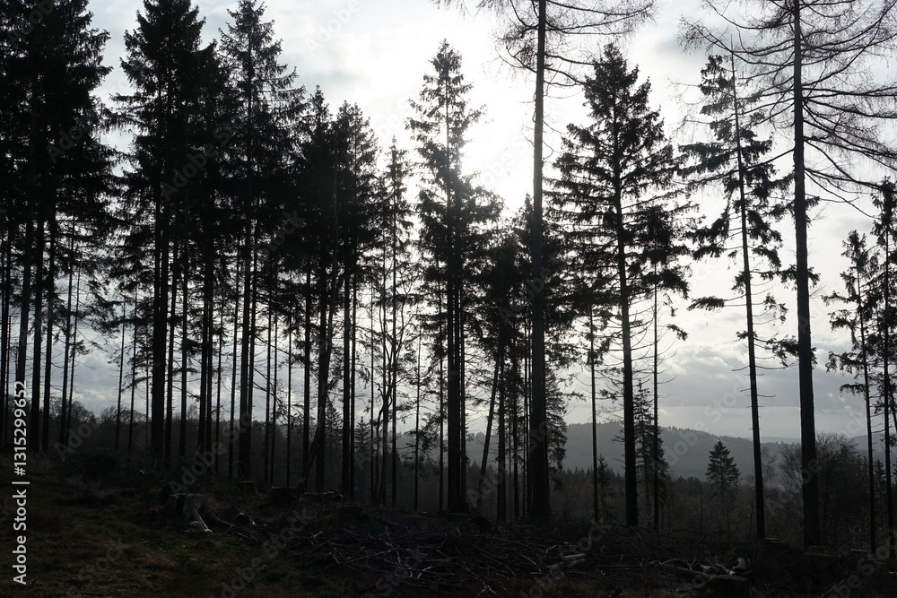 Obraz premium Wald im gegenlicht