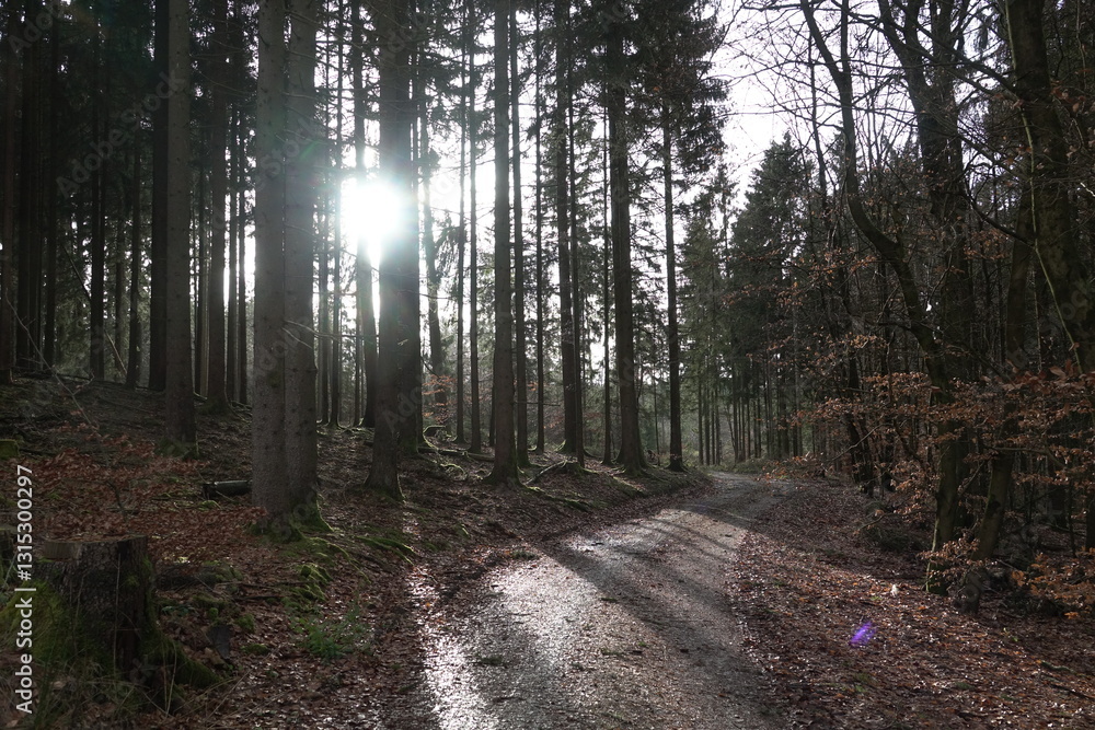 Fototapeta premium Waldweg im Gegenlicht