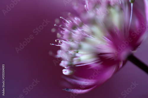 close up of a purple flower