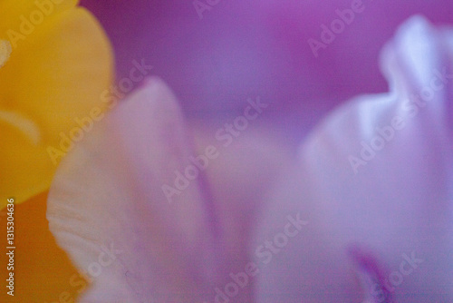 close up of purple flower