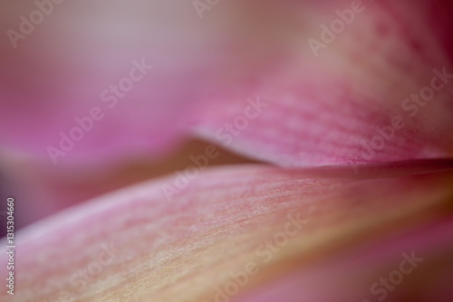 close up of pink flower