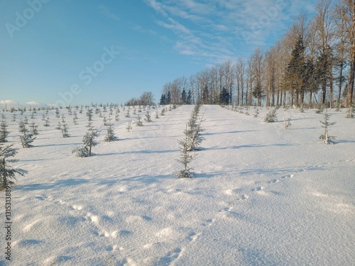 Winter landscape with a snow-covered field where young fir trees grow. In the distance, bare trees and several conifers are visible. The sky is clear with small clouds.