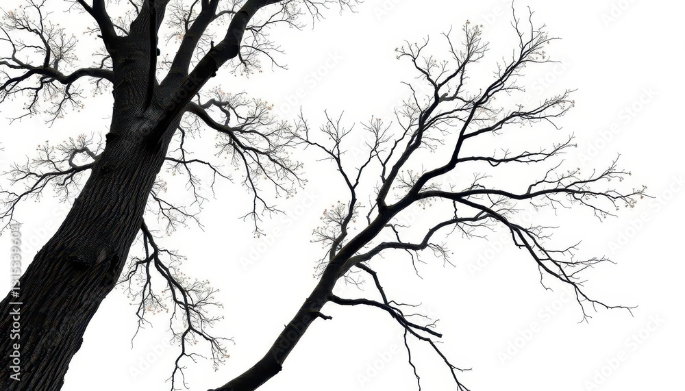 Fototapeta premium Lone deciduous tree, branches reaching skyward, stark white backdrop, single, element