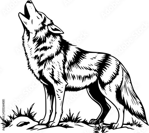 Coyote in engraving style. Vintage monochrome vector illustration of a wild desert animal.