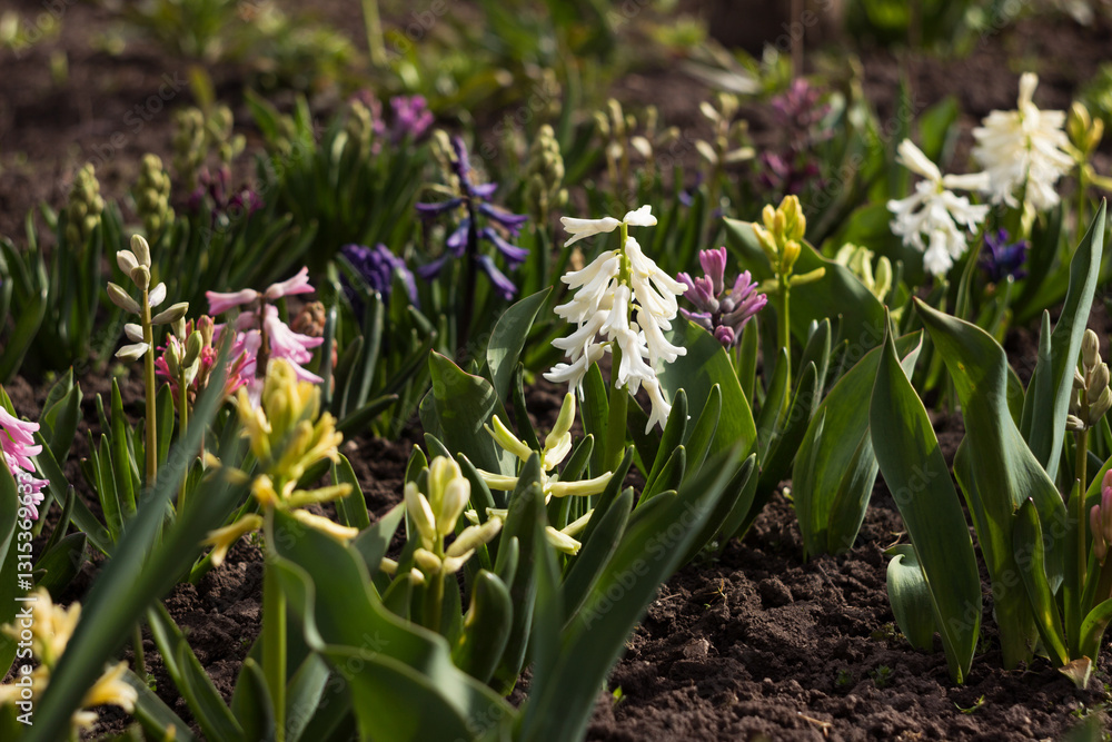 Fototapeta premium Multicoloured hyacinths in a flowerbed: white, blue and pink flowers, flower buds. Spring background