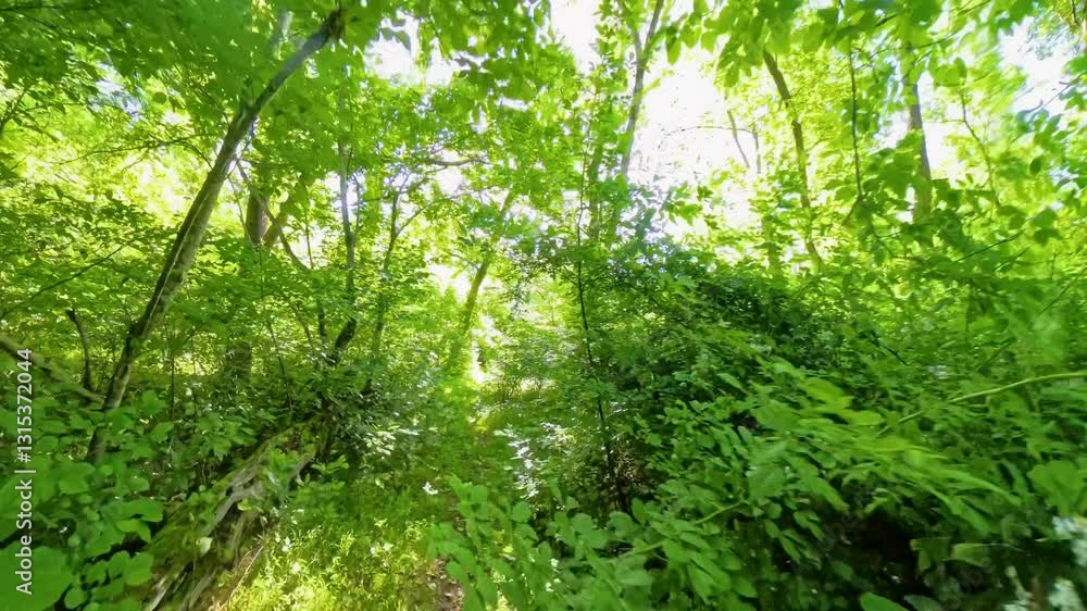 Green Overgrown Two Track in Shenandoah National Park Green Overgrown Two Track in Shenandoah National Park