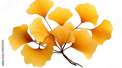 Ginkgo Biloba Leaves Autumn Botanical Art, Golden and Orange Design for Nature Themes, isolated on transparent background.