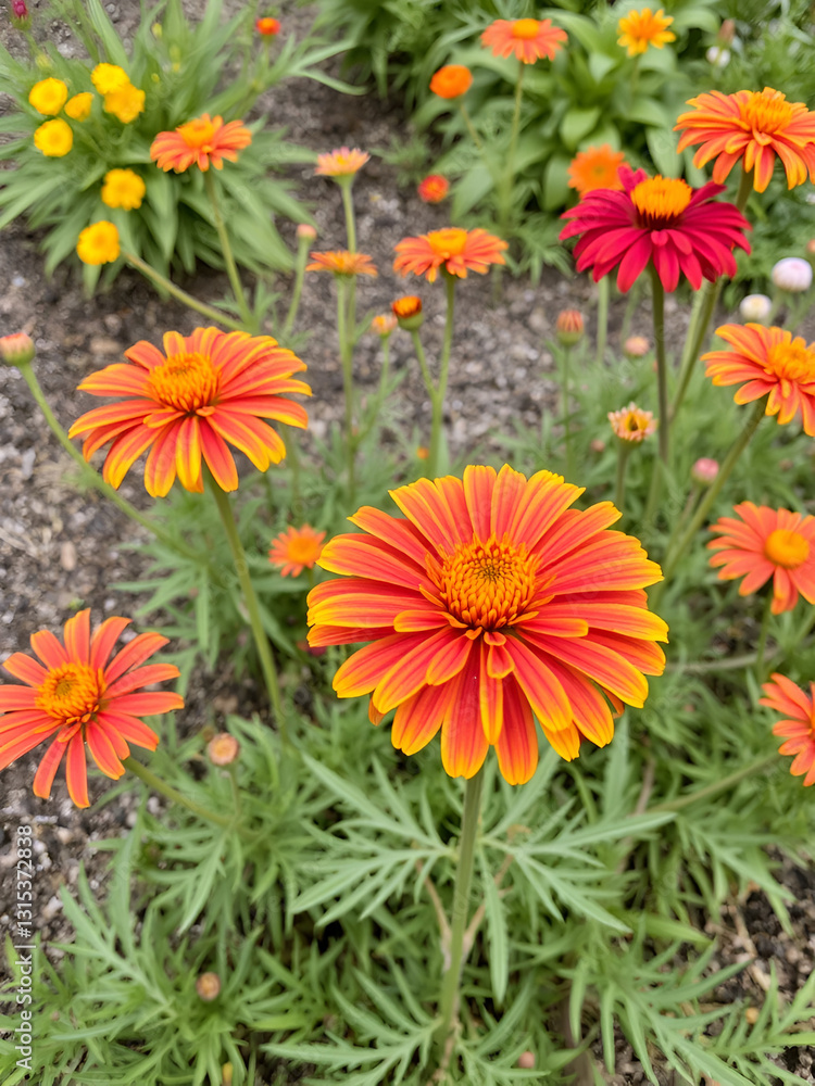 Gaillardia bloom Gaillardia bloom
