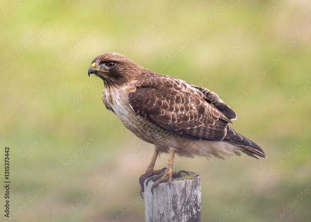 A red-tailed hawk (Buteo jamaicensis) perched in Point Reyes National Seashore, California, North America