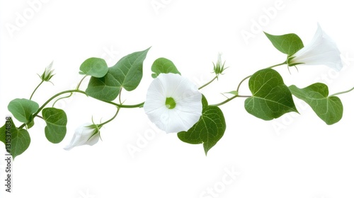 Delicate Sprig of Fresh Bindweed with Vibrant Green Leaves on a Soft White Background
