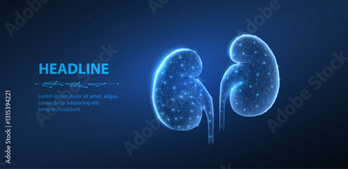 Kidneys. Urological health, organ donation, medical technology, human anatomy