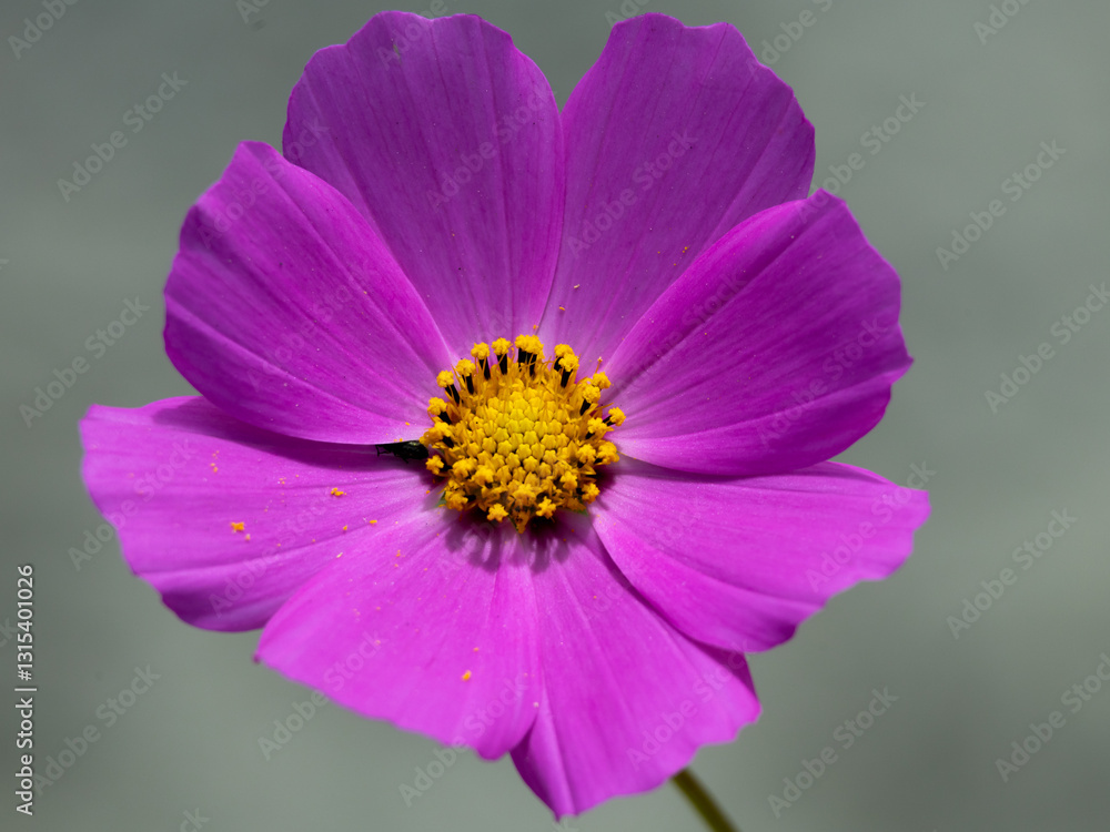 Fototapeta premium Flor color violeta