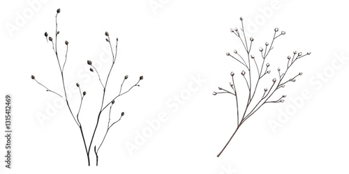 Minimal Botanical Branches in Black and White