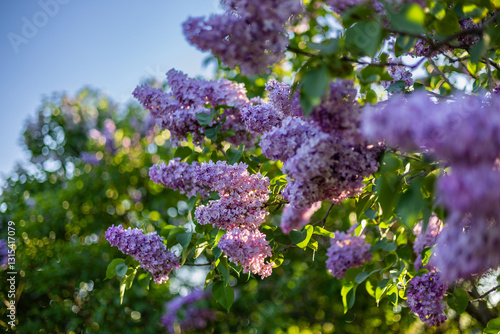Slika na platnu Lilac blossom in spring