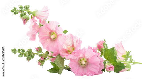 Pink hollyhock flowers blooming on transparent background