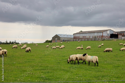 Landscape with sheep in a field in England, UK