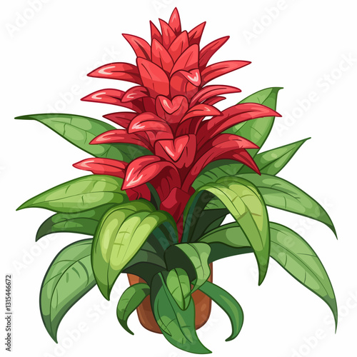 Illustration guzmania 