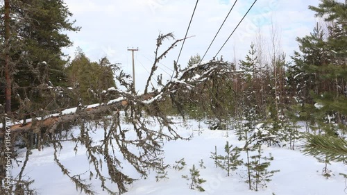 Fallen tree is pressing on power lines increasing load on wires and insulation which may cause damage or short circuit.