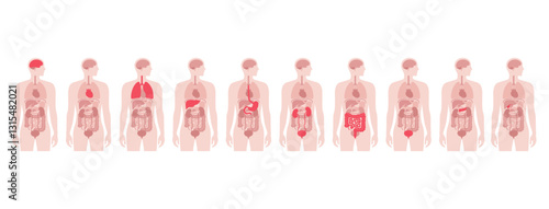 Human internal organs