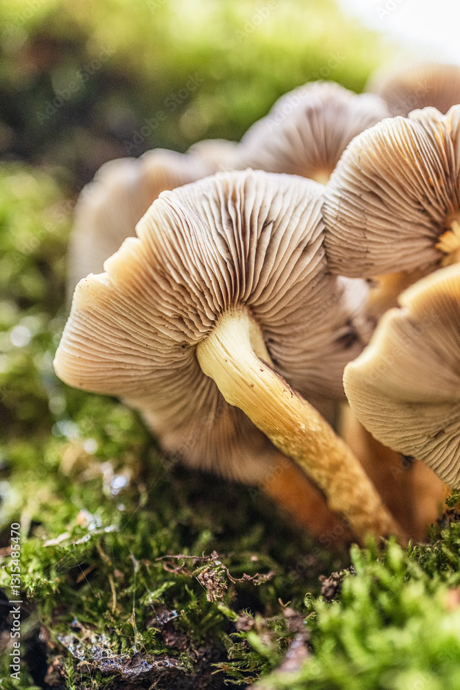 Honey fungus Armillaria mellea growing on a tree trunk. Honey fungus Armillaria mellea growing on a tree trunk.