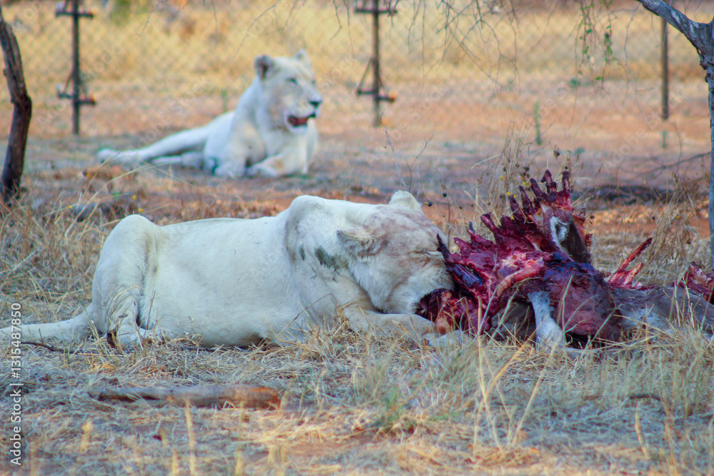 Naklejka premium Lions in South Africa
