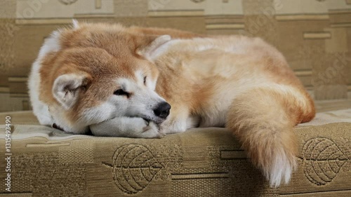 akita inu dog sleeping on orange couch with leaves texture full shot
