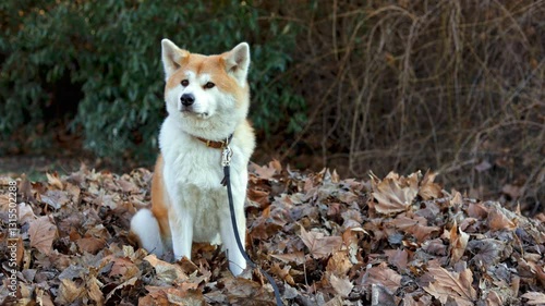 akita dog sitting calmly in autumn leaves with bushes in the background