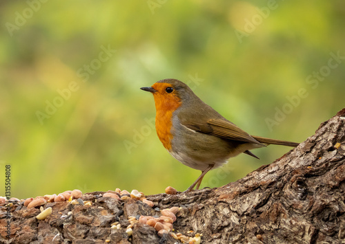 Robin redbreast bird on a bird table with food