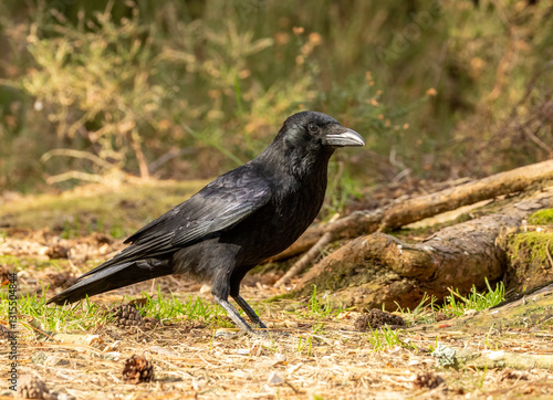 Obraz na plátně Large carrion crow on the grass