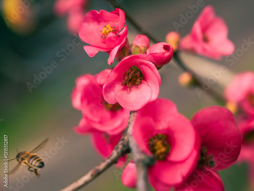 Honeybee Approaching Vibrant Pink Blossoms – Spring Macro Photography