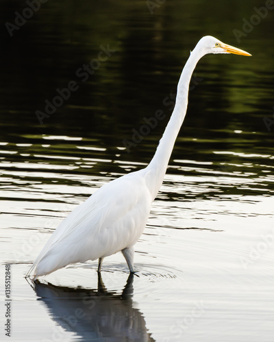 Great Egret Standing in Shallow Water with Reflection – Elegant Wading Bird Photography