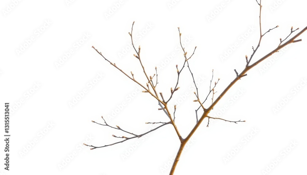 Fototapeta premium Delicate, bare branches isolated against a pure white backdrop, detail, flora