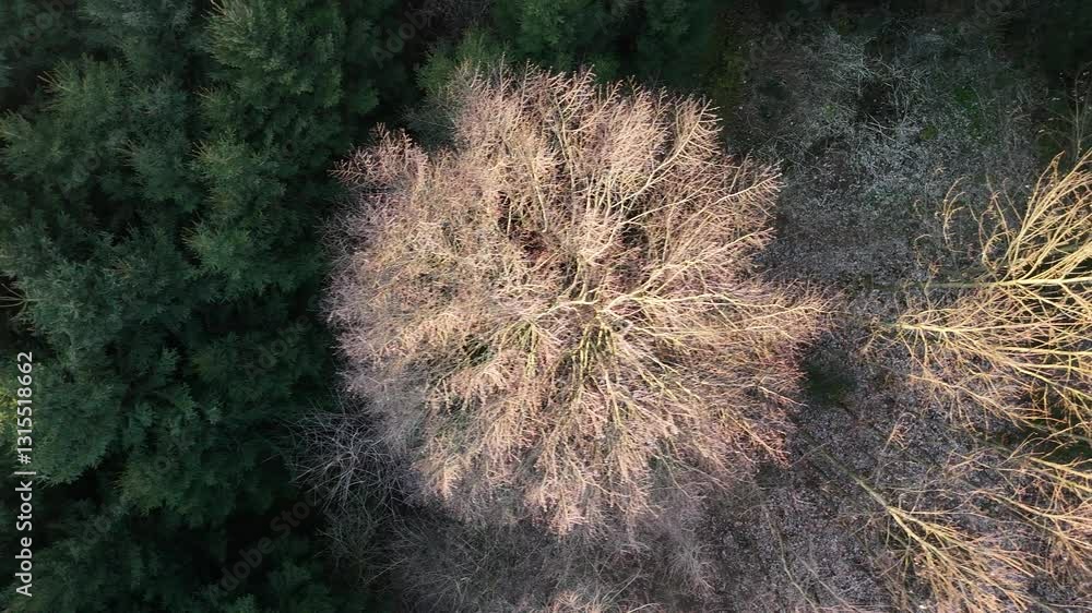 Aerial Drone Flight Over Bare Spring Tree Crown in Forest with Evergreens Aerial Drone Flight Over Bare Spring Tree Crown in Forest with Evergreens