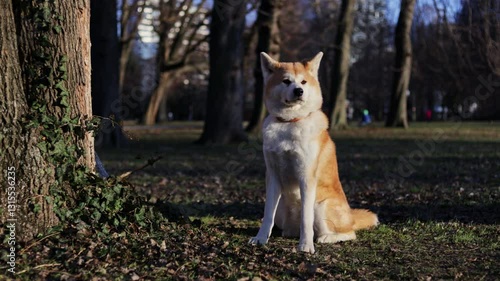 akita dog sitting calmly in autumn park with trees in the background at sunset full shot