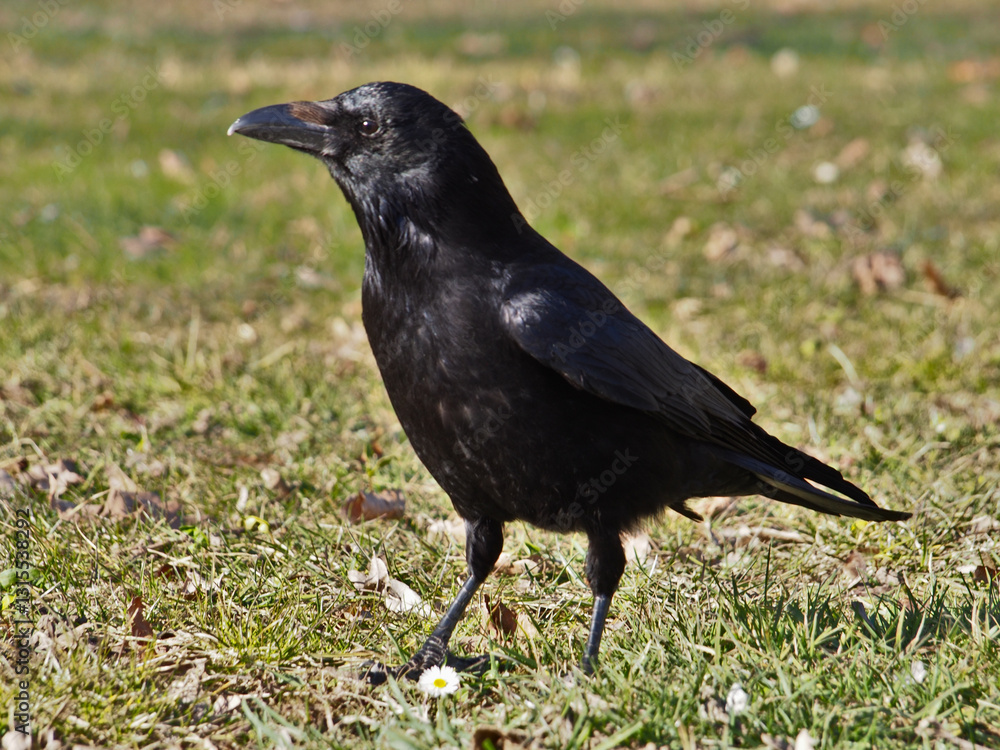 A common raven (corvus corax) standing on grass in the afternoon sun in Bonn, Germany in March. A common raven (corvus corax) standing on grass in the afternoon sun in Bonn, Germany in March.