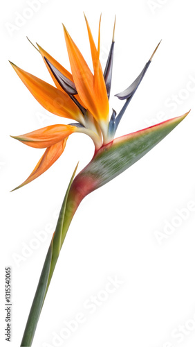 orange lily flower