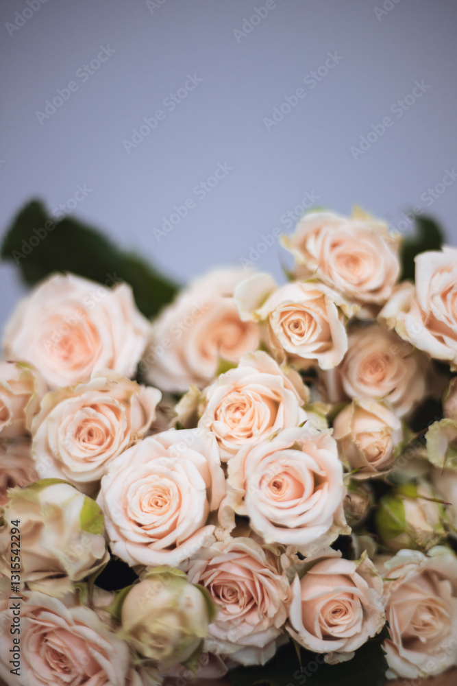 Obraz premium Soft pink roses beautifully in a bouquet on gray background