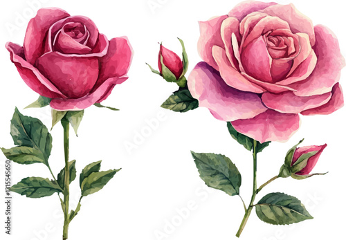 pink rose on white background