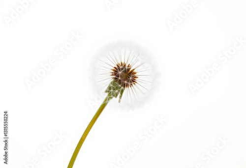 Wallpaper Mural Single dandelion, fluffy seed head, white background, studio shot, nature Torontodigital.ca