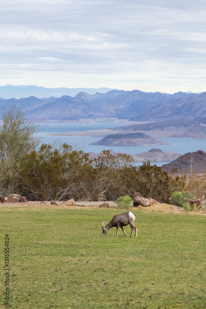 Obraz premium Bighorn sheep herd grazing